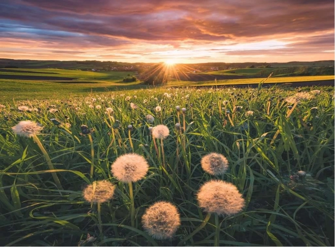 Puzzle ravensburger Pusteblume în apus de soare 500 piese