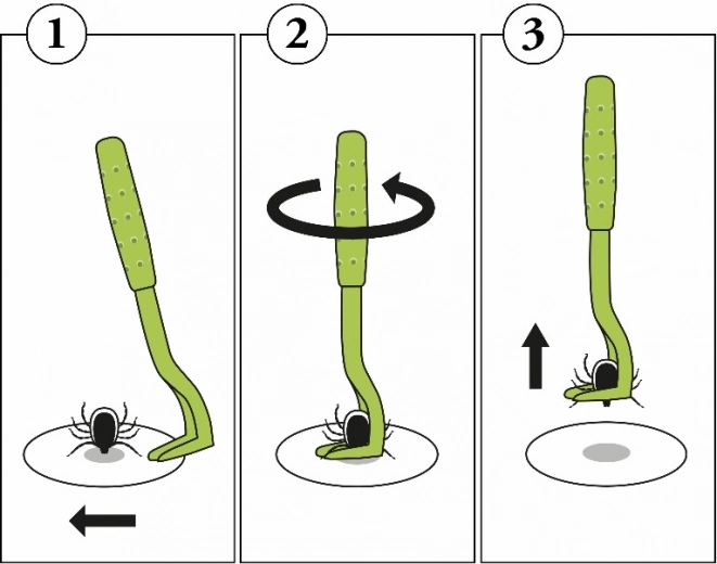 Procedură simplă pas cu pas