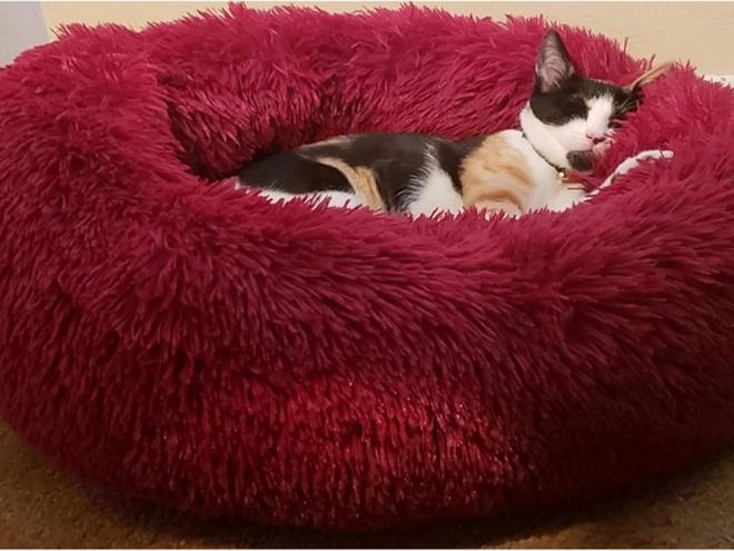 Pisică pufoasă pat moale canapea pernă 80 cm – burgundy