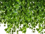 Ghirlandă de iederă artificială 50,4 m