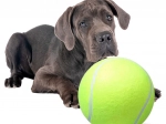 Minge de tenis uriașă pentru câini XXL 24 cm